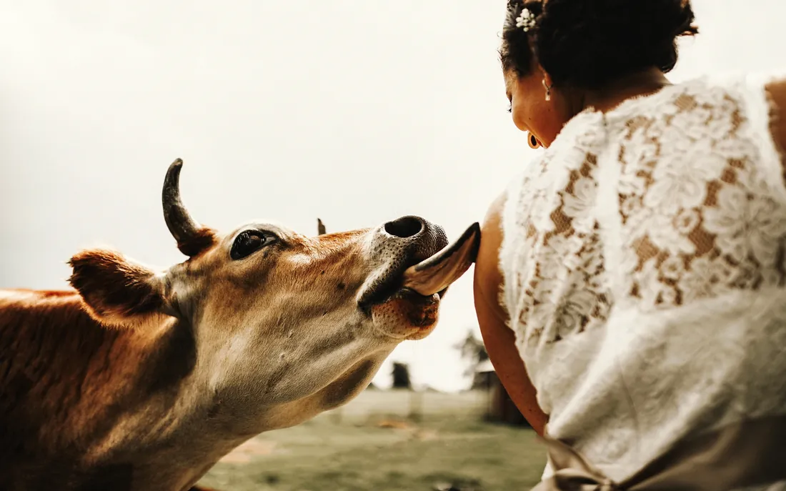 A curious cow nuzzling the bride's lace dress