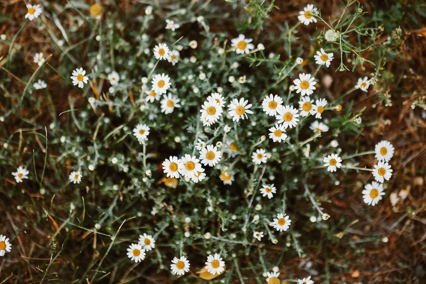 Wild daisies growing in the grass at Johnson's Locust Hall Farm in Jobstown, NJ