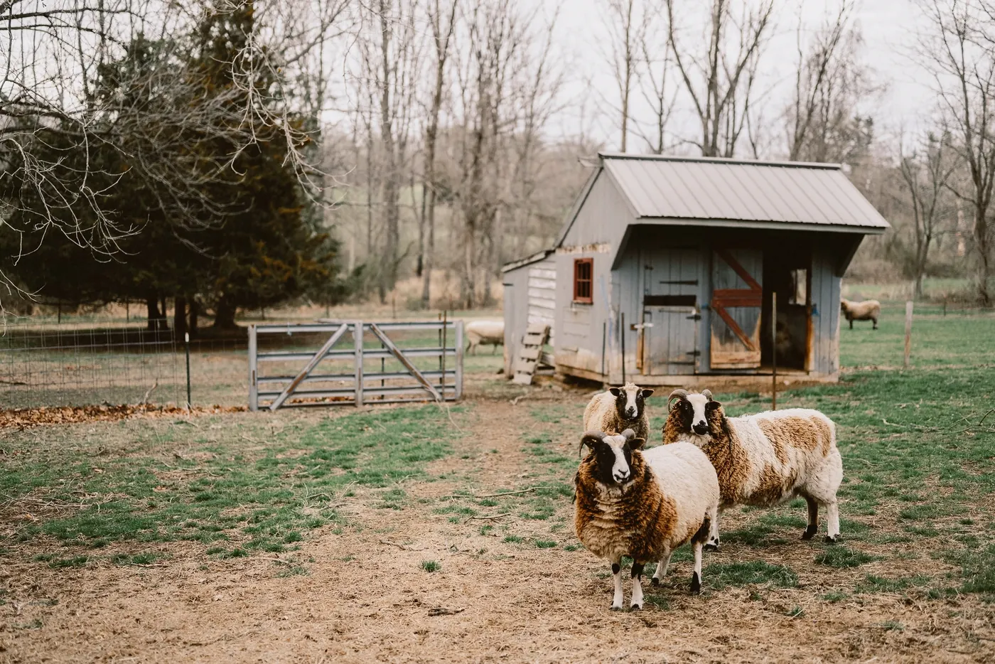 Sheep grazing beside a small barn on the farm grounds at The Woolverton Inn in Stockton, NJ