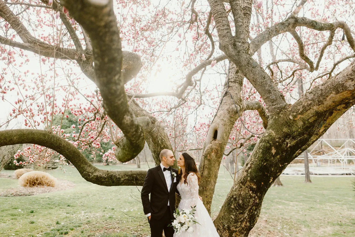 Steve and Maria sharing a kiss beneath the magnolia tree